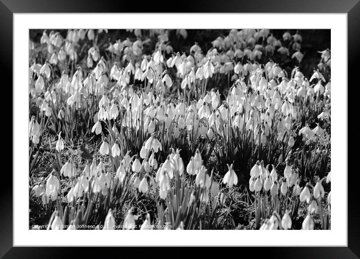 Snowdrop flowers Framed Mounted Print by Simon Johnson