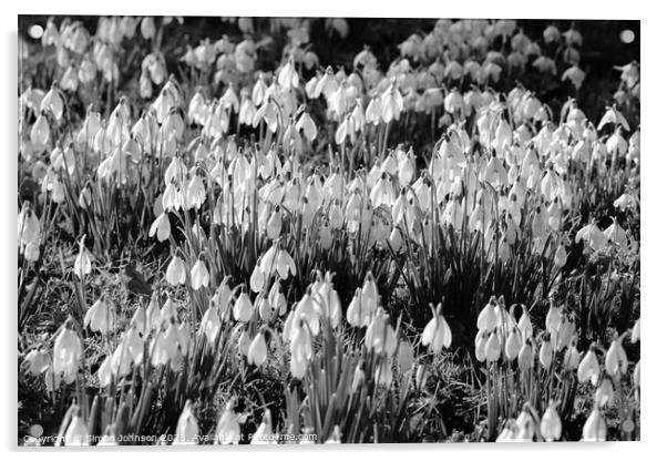 Snowdrop flowers Acrylic by Simon Johnson