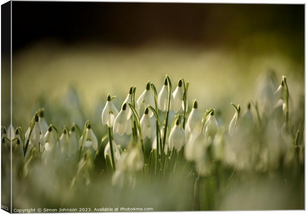 sunlit Snowdrops Canvas Print by Simon Johnson