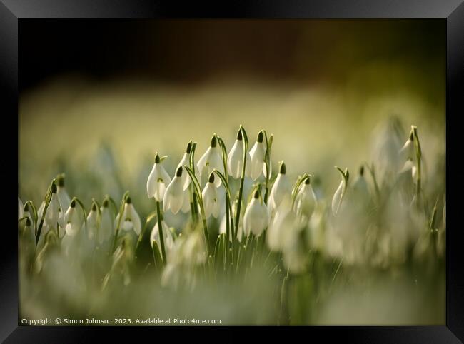 sunlit Snowdrops Framed Print by Simon Johnson