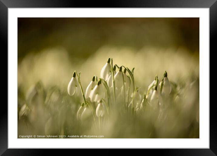 A close up of sunlit Snowdrops Framed Mounted Print by Simon Johnson