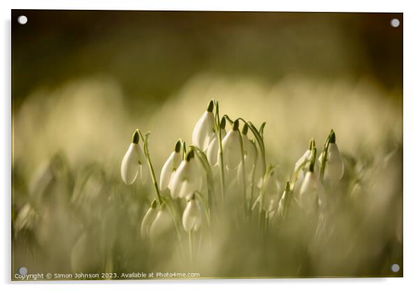 A close up of sunlit Snowdrops Acrylic by Simon Johnson