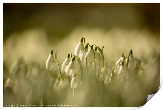 A close up of sunlit Snowdrops Print by Simon Johnson