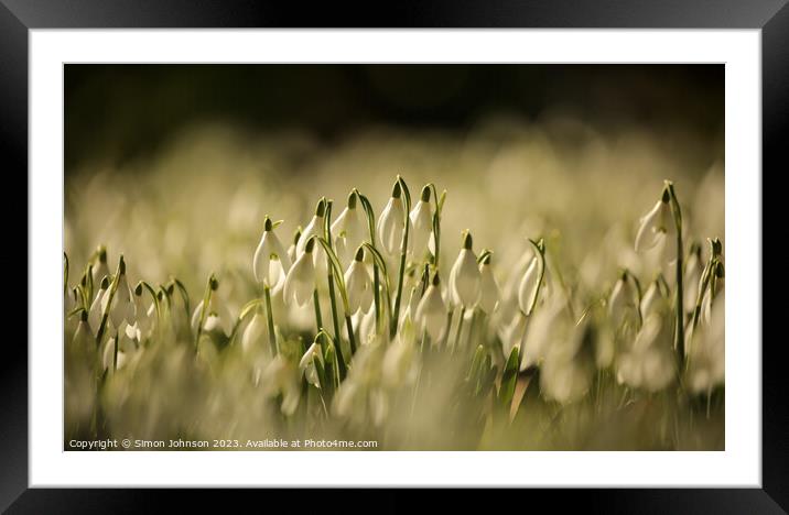 snowdrop field Framed Mounted Print by Simon Johnson
