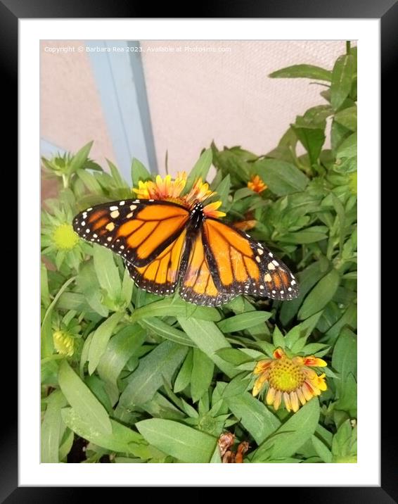 Monarch Butterfly Framed Mounted Print by Barbara Rea