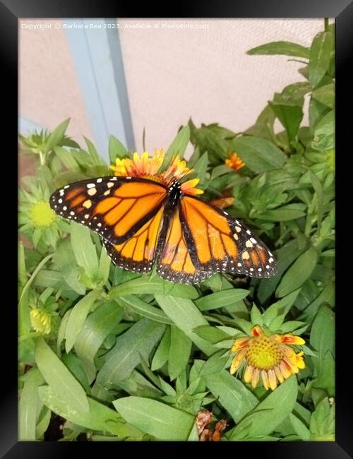 Monarch Butterfly Framed Print by Barbara Rea