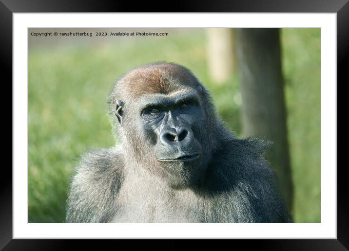 Handsome Gorilla Blackback Framed Mounted Print by rawshutterbug 