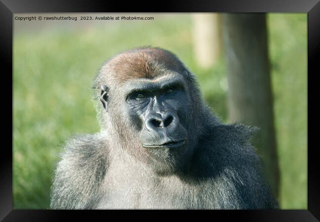 Handsome Gorilla Blackback Framed Print by rawshutterbug 