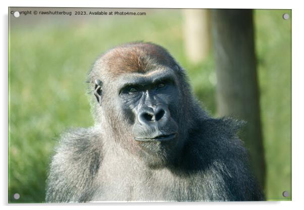 Handsome Gorilla Blackback Acrylic by rawshutterbug 