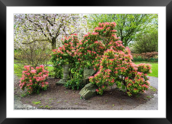Spring Blossom in Lauriston Castle Japanese Garden Framed Mounted Print by Angus McComiskey
