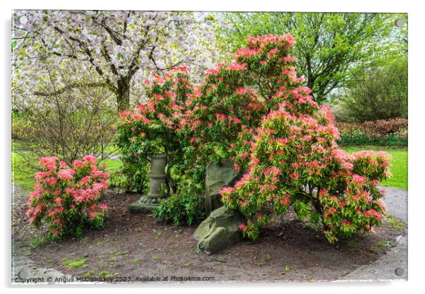 Spring Blossom in Lauriston Castle Japanese Garden Acrylic by Angus McComiskey