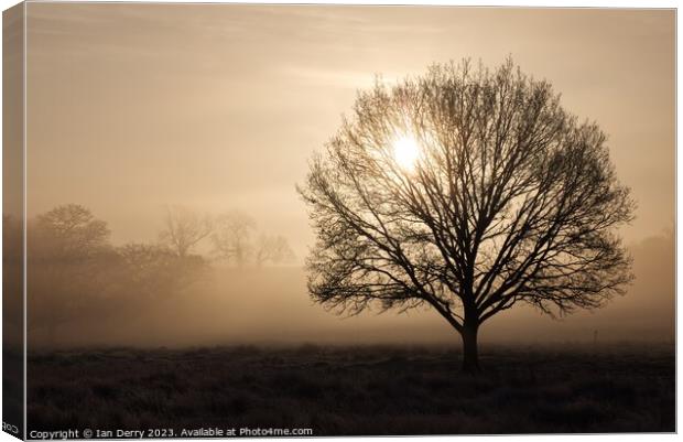 Sunrise Tree Silhouette  Canvas Print by Ian Derry