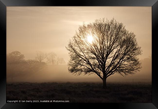 Sunrise Tree Silhouette  Framed Print by Ian Derry