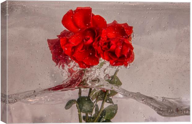 Roses splashing about in water Canvas Print by kathy white