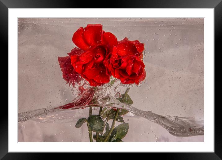 Roses splashing about in water Framed Mounted Print by kathy white
