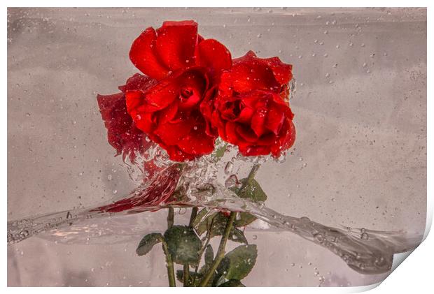 Roses splashing about in water Print by kathy white