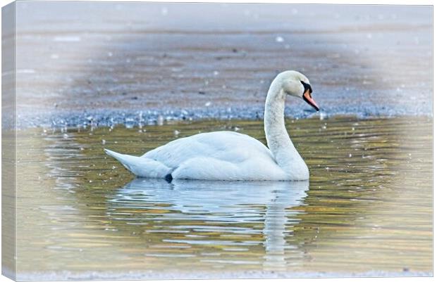 Majestic Mute Swan on a Winter Lake Canvas Print by Martyn Arnold