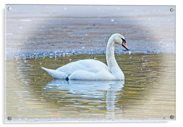 Majestic Mute Swan on a Winter Lake Acrylic by Martyn Arnold