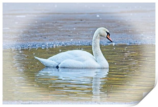Majestic Mute Swan on a Winter Lake Print by Martyn Arnold