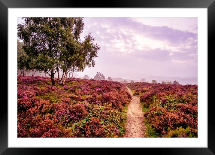Purple Heather Surprise View Framed Mounted Print by Tim Hill