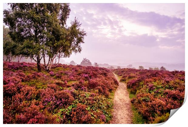 Purple Heather Surprise View Print by Tim Hill