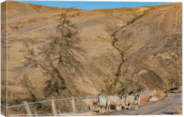 Sheep and Heap Canvas Print by Richard Laidler