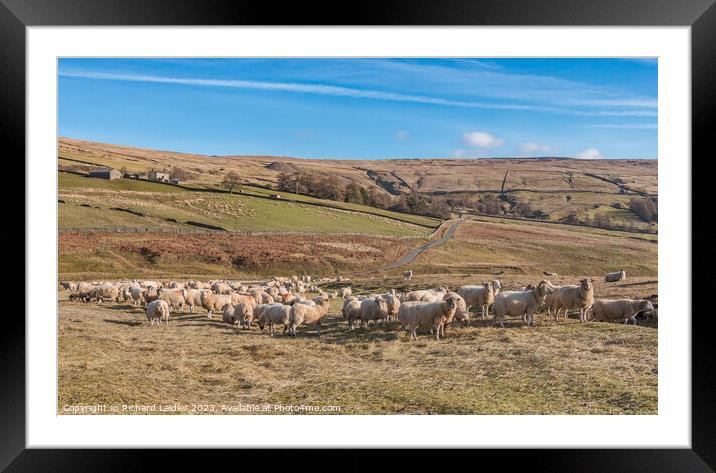 Winter Feeding at Coldberry Framed Mounted Print by Richard Laidler