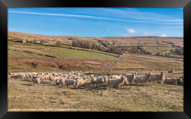 Winter Feeding at Coldberry Framed Print by Richard Laidler