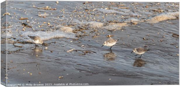 Sanderling chasing the tide Canvas Print by Philip Brookes