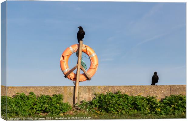 Crow Lifeguard Canvas Print by Philip Brookes