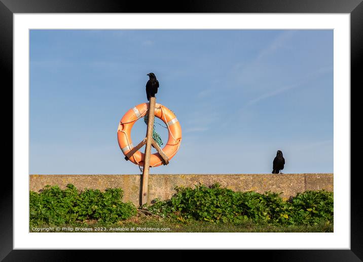 Crow Lifeguard Framed Mounted Print by Philip Brookes