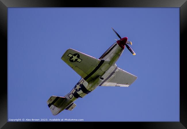 Mustang on the loose Framed Print by Alex Brown