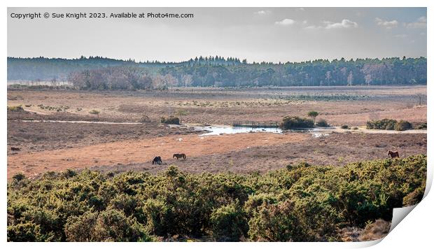 View across the New Forest Print by Sue Knight