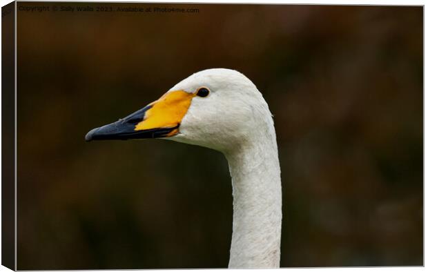Portrait of a whooper swan Canvas Print by Sally Wallis