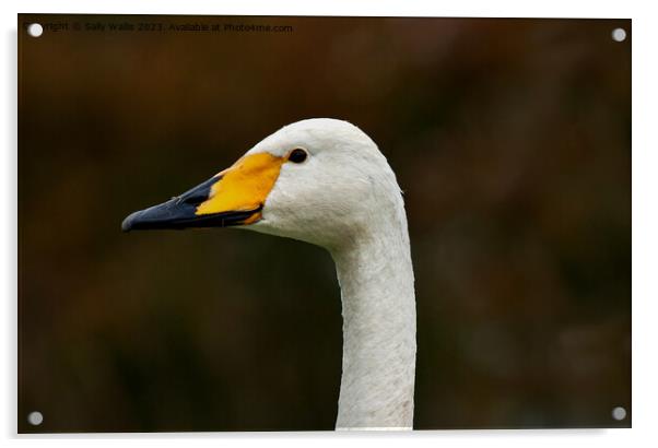 Portrait of a whooper swan Acrylic by Sally Wallis