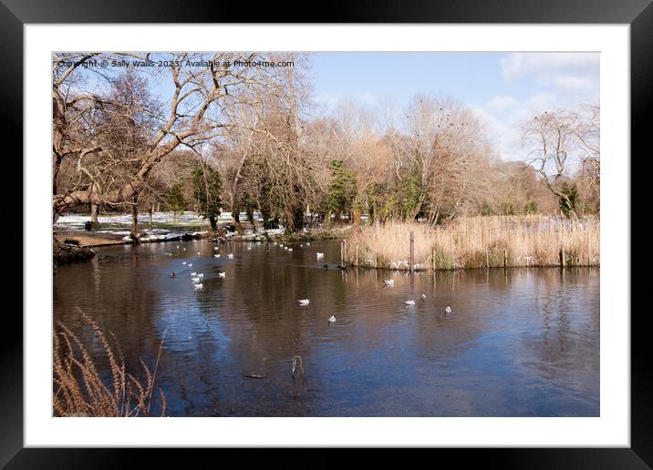 Winter at Hampden Park Framed Mounted Print by Sally Wallis