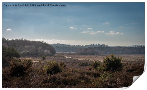 View from Dibden Inclosure, New Forest Print by Sue Knight