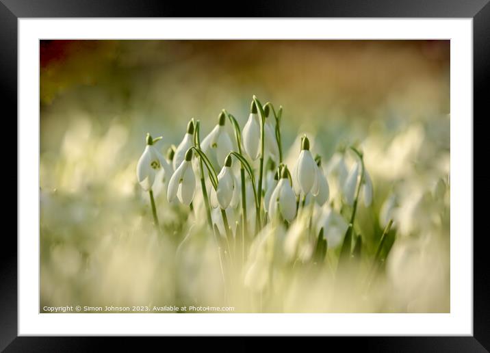 Snowdrops  Framed Mounted Print by Simon Johnson