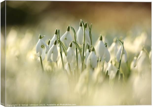 Sunlit Snowdrop Flowers  Canvas Print by Simon Johnson