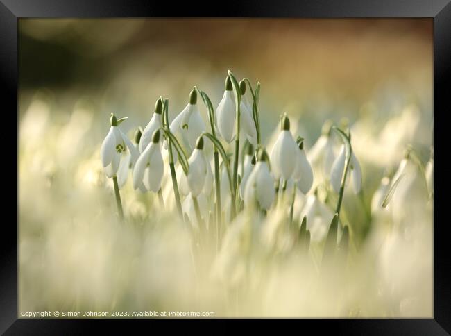 Sunlit Snowdrop Flowers  Framed Print by Simon Johnson