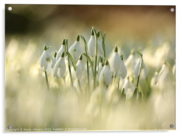 Sunlit Snowdrop Flowers  Acrylic by Simon Johnson