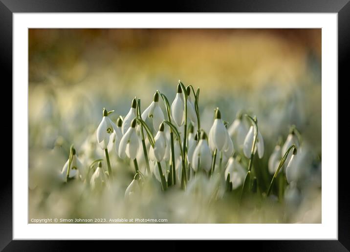 A close up of Snowdrop Flowers  Framed Mounted Print by Simon Johnson
