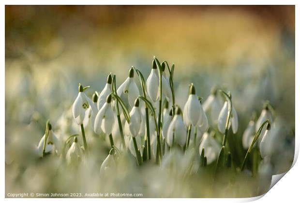 A close up of Snowdrop Flowers  Print by Simon Johnson