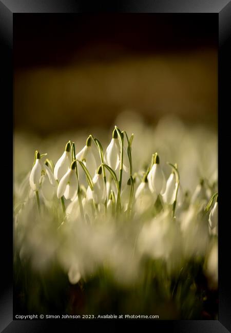 Snowdrop flowers  Framed Print by Simon Johnson