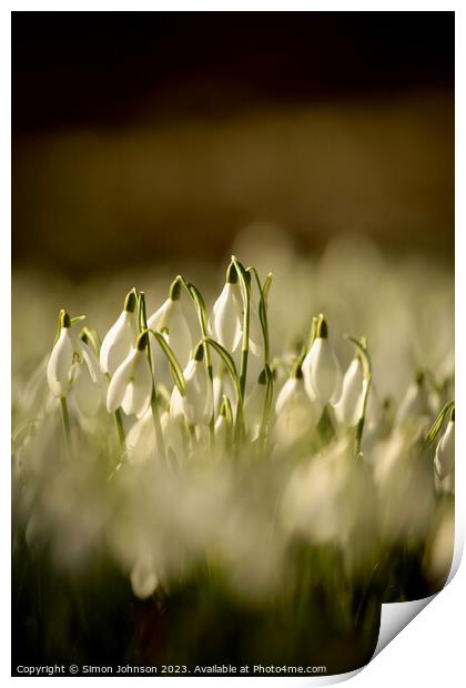 Snowdrop flowers  Print by Simon Johnson