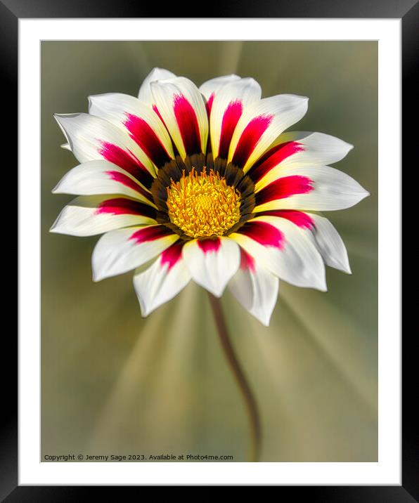 Radiant Gazania Framed Mounted Print by Jeremy Sage