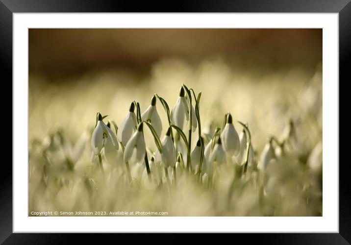 Snowdrop flowers  Framed Mounted Print by Simon Johnson