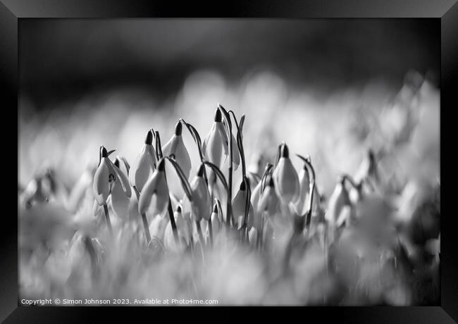 Sunlit Snowdrop flowers Framed Print by Simon Johnson