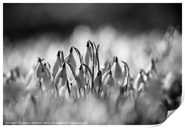 Sunlit Snowdrop flowers Print by Simon Johnson