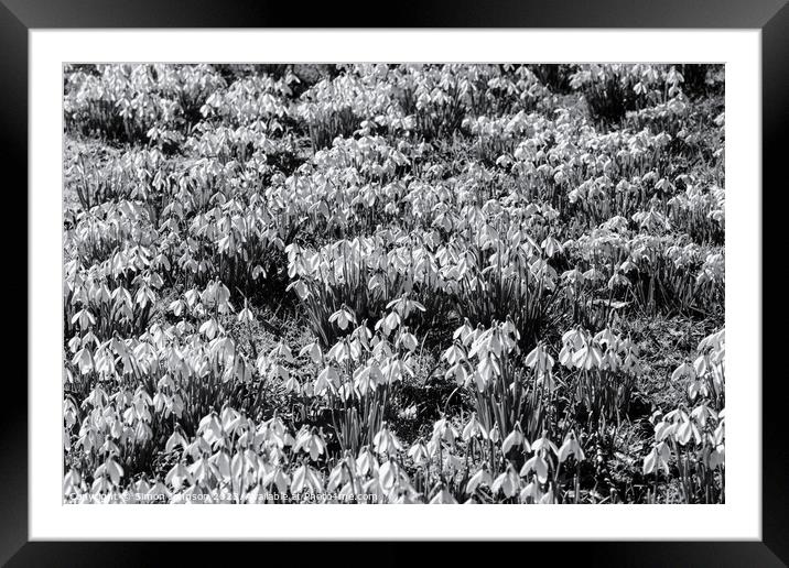Snowdrop flowers monochrome  Framed Mounted Print by Simon Johnson